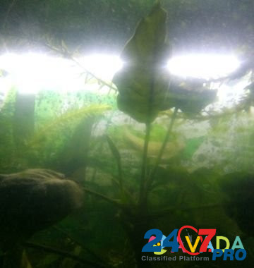 Аквариум с рыбками Belaya Glina - photo 3