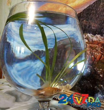 Аквариум Бокал 3л,с золотой рыбкой Nizhnekamsk - photo 1