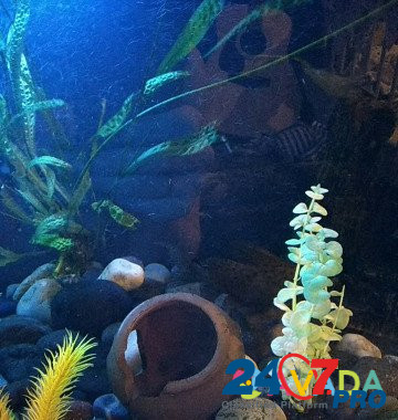 Аквариум с рибками Zavodskoy - photo 7