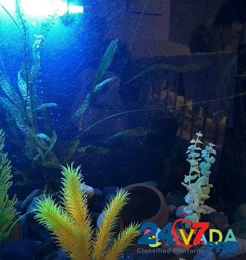Аквариум с рибками Zavodskoy - photo 4