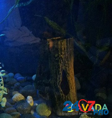 Аквариум с рибками Zavodskoy - photo 8