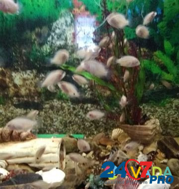Рыбки аквариумные Маркс - изображение 2
