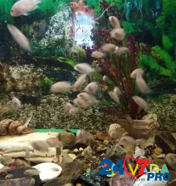 Рыбки аквариумные Маркс - изображение 1