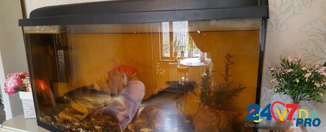 Панорамный аквариум 250 литров Тверь - изображение 1