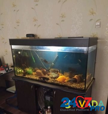 Рыба Zelenodolsk - photo 1