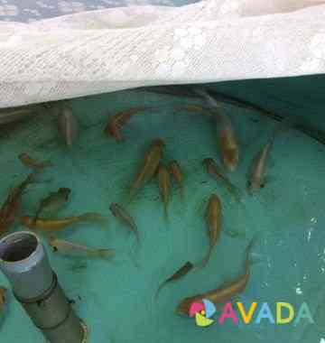 Бассейн с биофильтром и рыбками Rostov-na-Donu