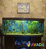 Продам аквариум с рыбами и оборудованием Sosnogorsk