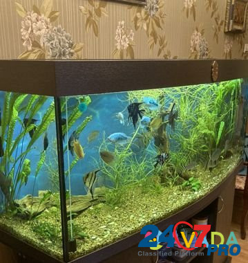 Продам аквариум с рыбами и оборудованием Сосногорск - изображение 5