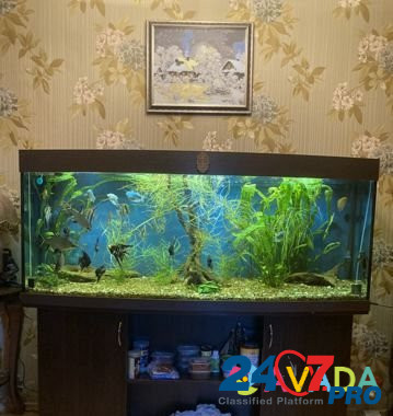 Продам аквариум с рыбами и оборудованием Сосногорск - изображение 1