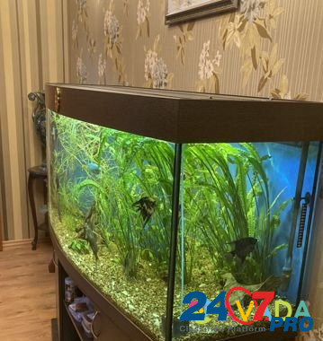Продам аквариум с рыбами и оборудованием Сосногорск - изображение 4