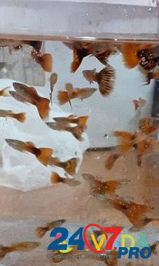 Продам рыбок гуппи Нижний Тагил - изображение 3