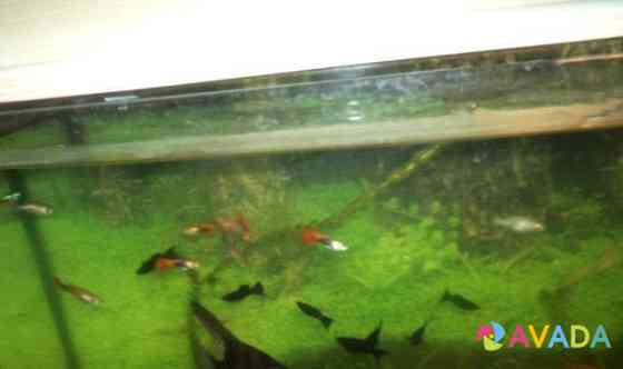 Рыбки аквариумные Саранск
