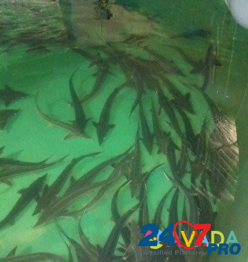 Карп Кои и рыба для прудов Varenikovskaya - photo 5