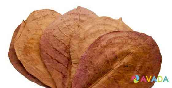 Листья индийского миндаля Kropotkin