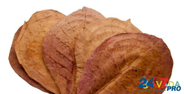Листья индийского миндаля Kropotkin - photo 1