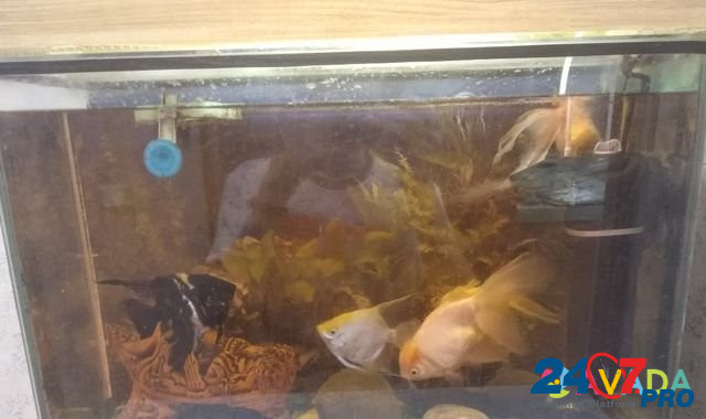 Продам аквариум полный комплект, 60л Магнитогорск - изображение 2