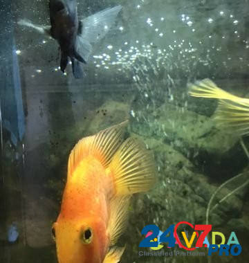 Рыба попугай red parrot (2 шт) Korolev - photo 3