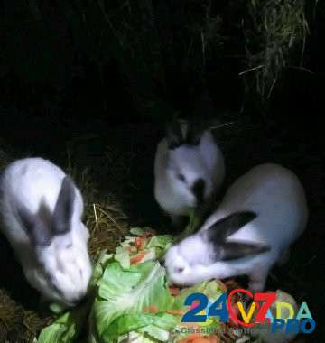 Кролики Klin - photo 2