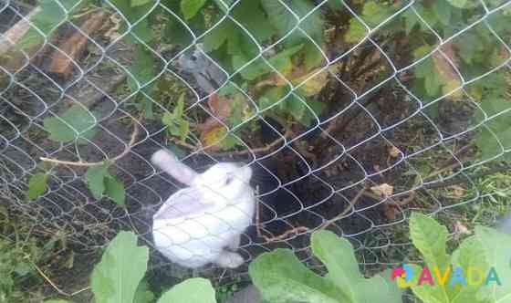 Кролики Krasnodar