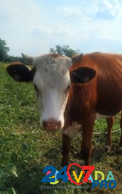 Тёлочка на корову Bol'shaya Orlovka - photo 1