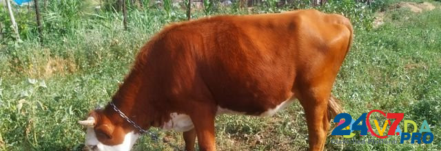 Тёлочка на корову Bol'shaya Orlovka - photo 3