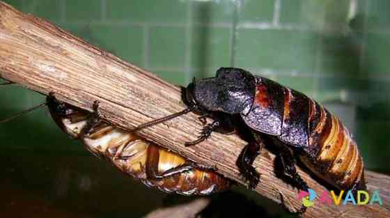 Мадагаскарские тараканы Penza