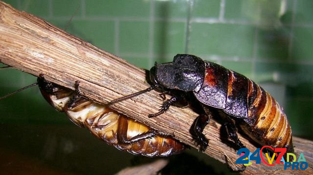 Мадагаскарские тараканы Penza - photo 1