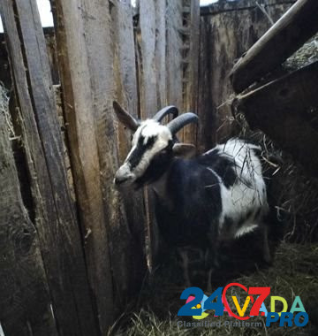 Козочки, дойные козы Stavrovo - photo 5