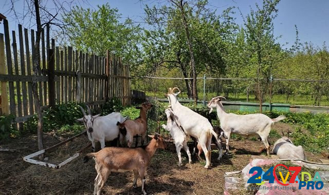 Козочки, дойные козы Ставрово - изображение 1