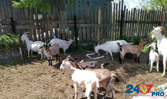 Козочки, дойные козы Stavrovo - photo 8