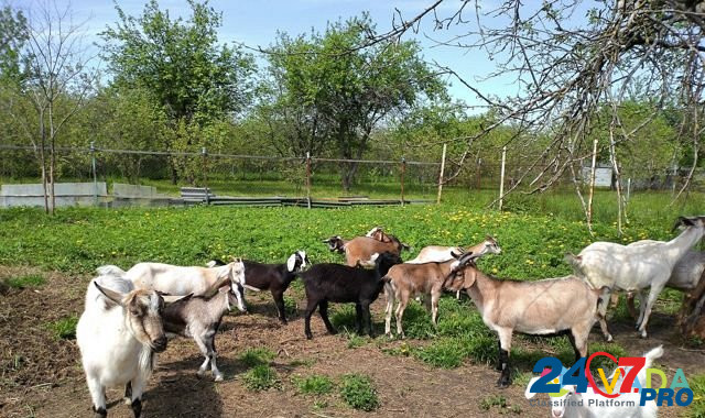 Козочки, дойные козы Stavrovo - photo 3