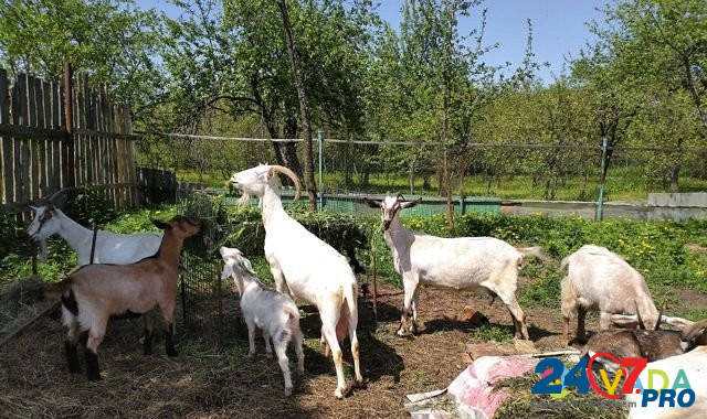 Козочки, дойные козы Stavrovo - photo 2