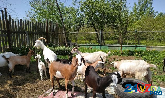 Козочки, дойные козы Stavrovo - photo 7