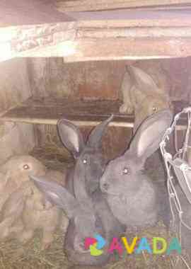 Кролики Krasnoslobodsk