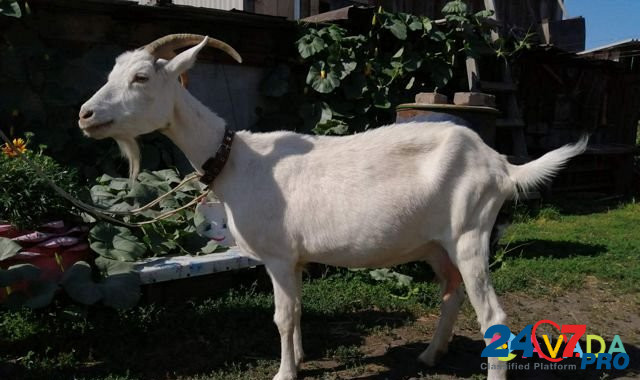 Коза дойная, козел, сено в тюках Mamontovo - photo 1