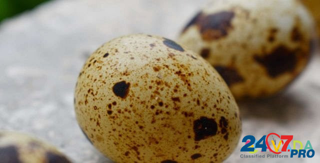 Продам перепелиные яйца Ivanovo - photo 2