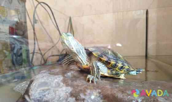 Красноухие черепахи Cherepovets