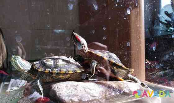 Красноухие черепахи Череповец