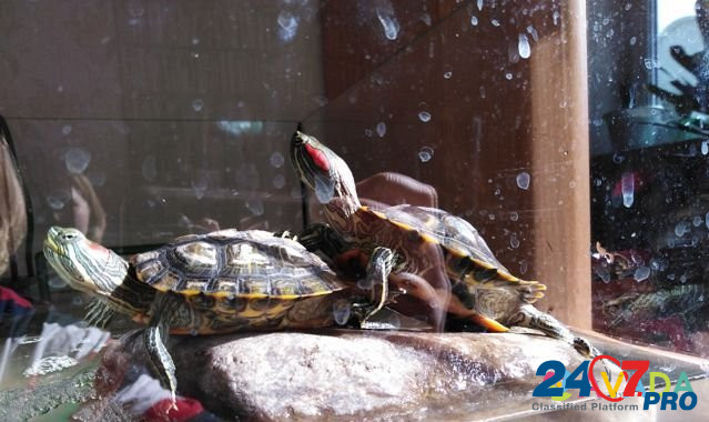Красноухие черепахи Cherepovets - photo 2