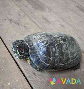 Красноухая черепаха Balakovo