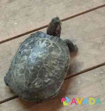 Красноухая черепаха Balakovo