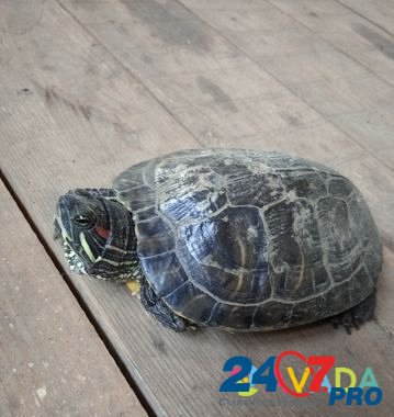 Красноухая черепаха Balakovo - photo 2