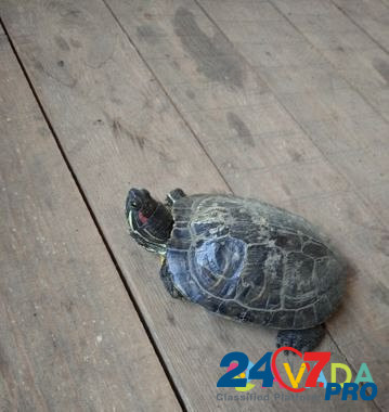Красноухая черепаха Balakovo - photo 3