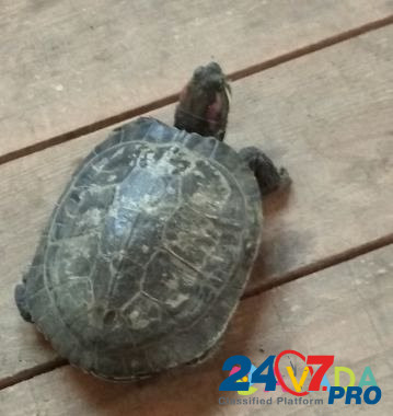 Красноухая черепаха Balakovo - photo 4