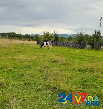 Корова Kushva - photo 1