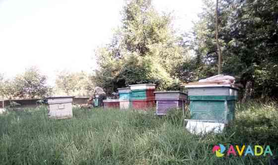 Пчелопакеты, пчёлы карпатка дадан 60шт Petropavlovskaya