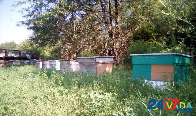 Пчелопакеты, пчёлы карпатка дадан 60шт Petropavlovskaya - photo 3