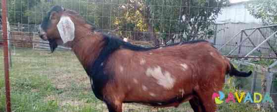 100 англо-нубийский козел Shebekino