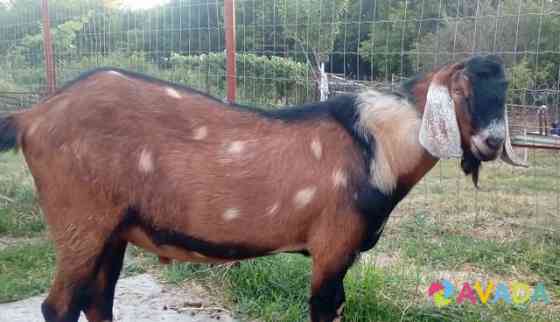 100 англо-нубийский козел Shebekino
