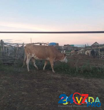 Корова обмен на мтз Kalininsk - photo 1